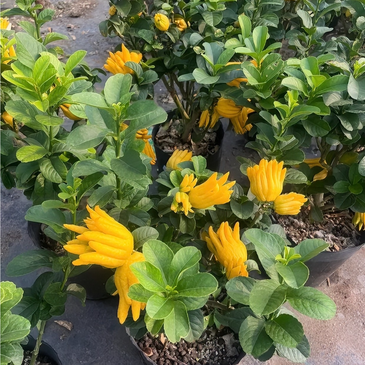 金华佛手室内庭院可养的带果佛手盆栽观果植物佛手