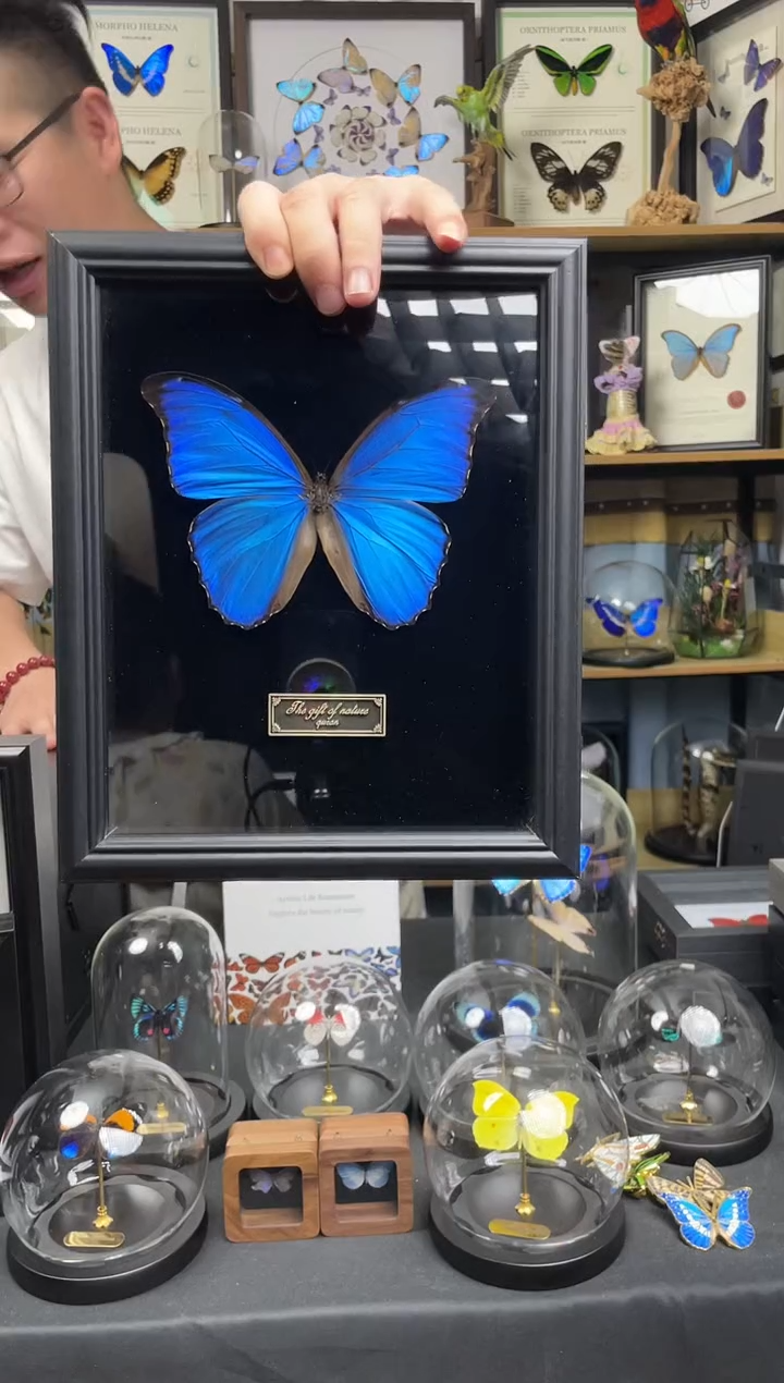 大蓝闪蝶-黑绒底版【10寸欧式框】