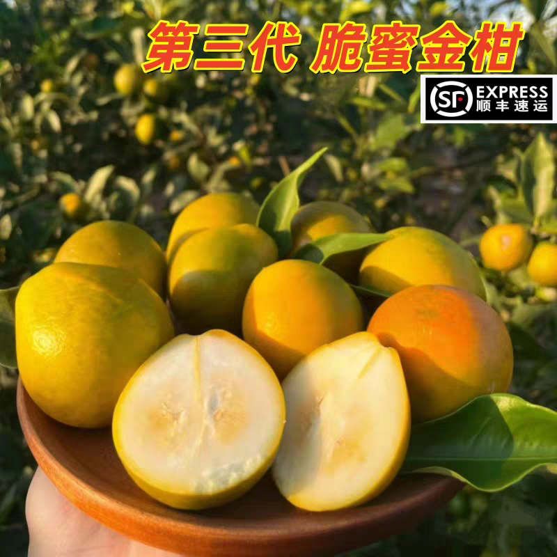 【顺丰包邮】广西脆蜜金柑金桔纯甜无酸（第三代）
