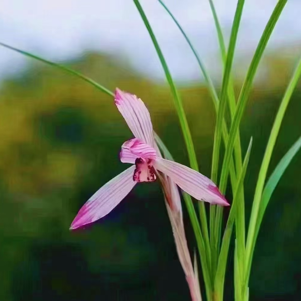 丹棱周花花兰花直播专用名贵兰草植物室内花卉兰花盆栽国兰