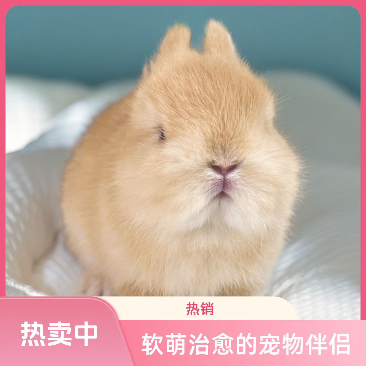 （临小宠家庭兔舍）纯种双血统侏儒兔小体型萌超可爱垂耳兔兔子宠物