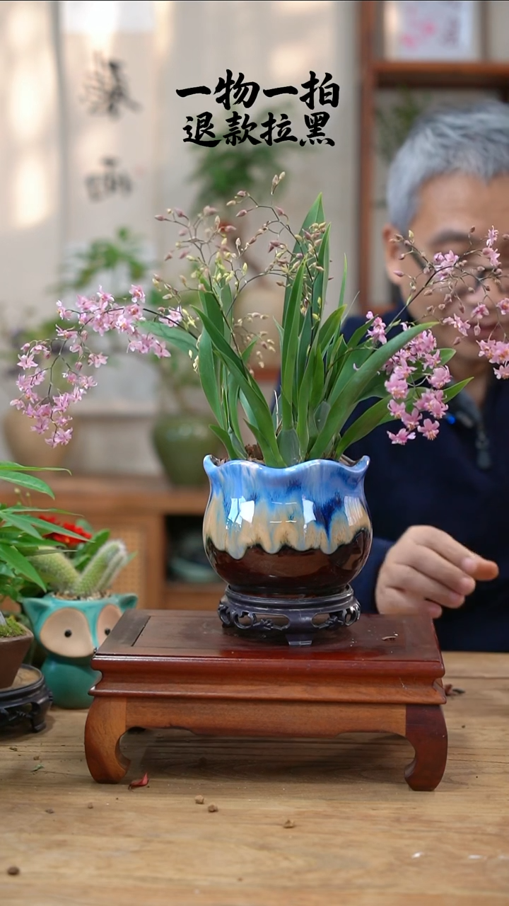 完全开放t***p文心兰165