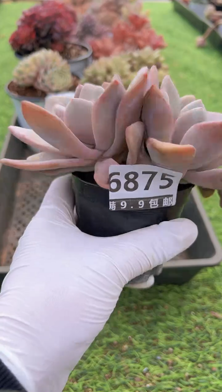 【闪购商品】信福多肉一物一拍