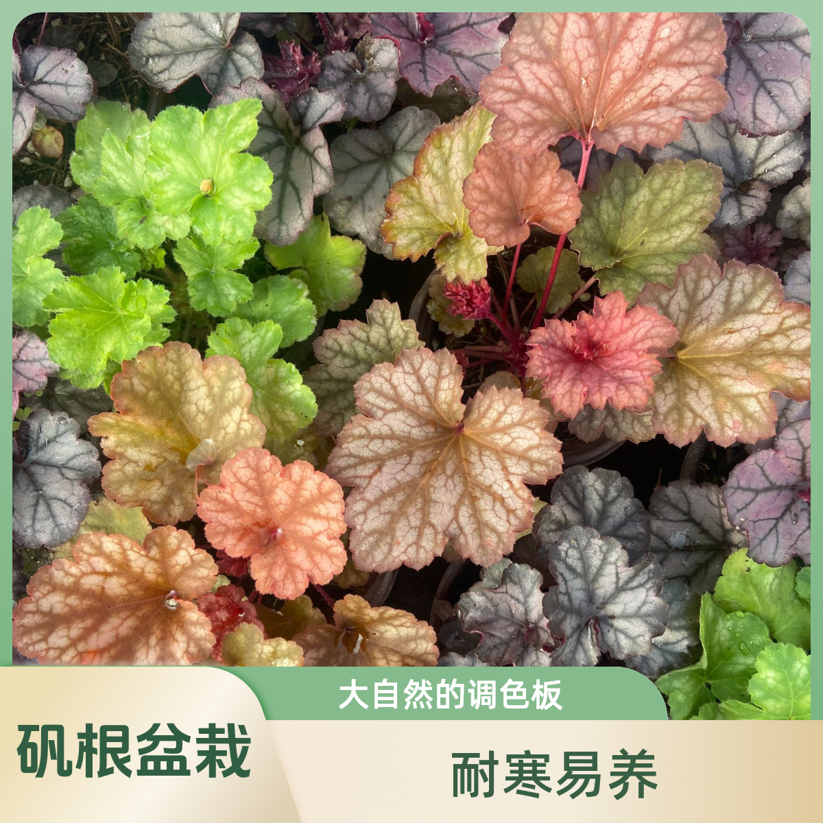 矾根盆栽大苗耐寒矾根阳台观叶庭院净化加湿易养土培四季绿植开花