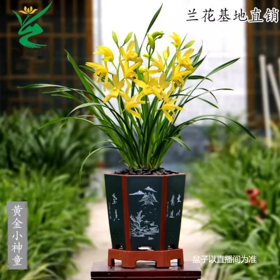 翁源兰花 【黄金小神童】建兰浓香型兰花花卉客厅办公室绿植