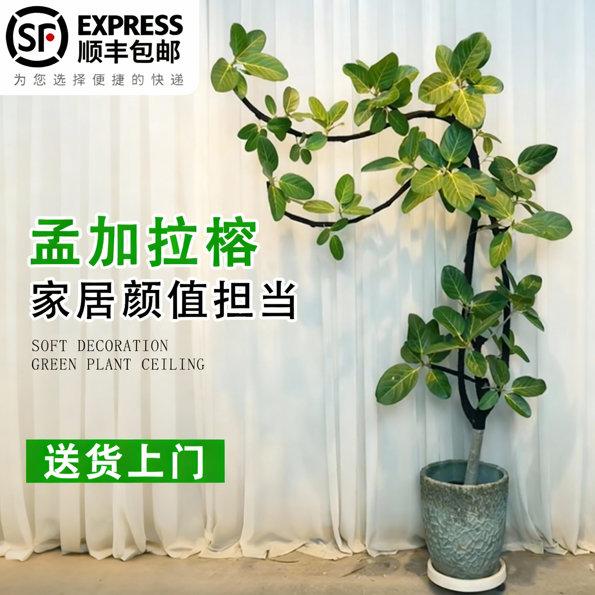 网红高山榕富贵榕盆栽简单养护净化空气可放阳台办公室大型绿植