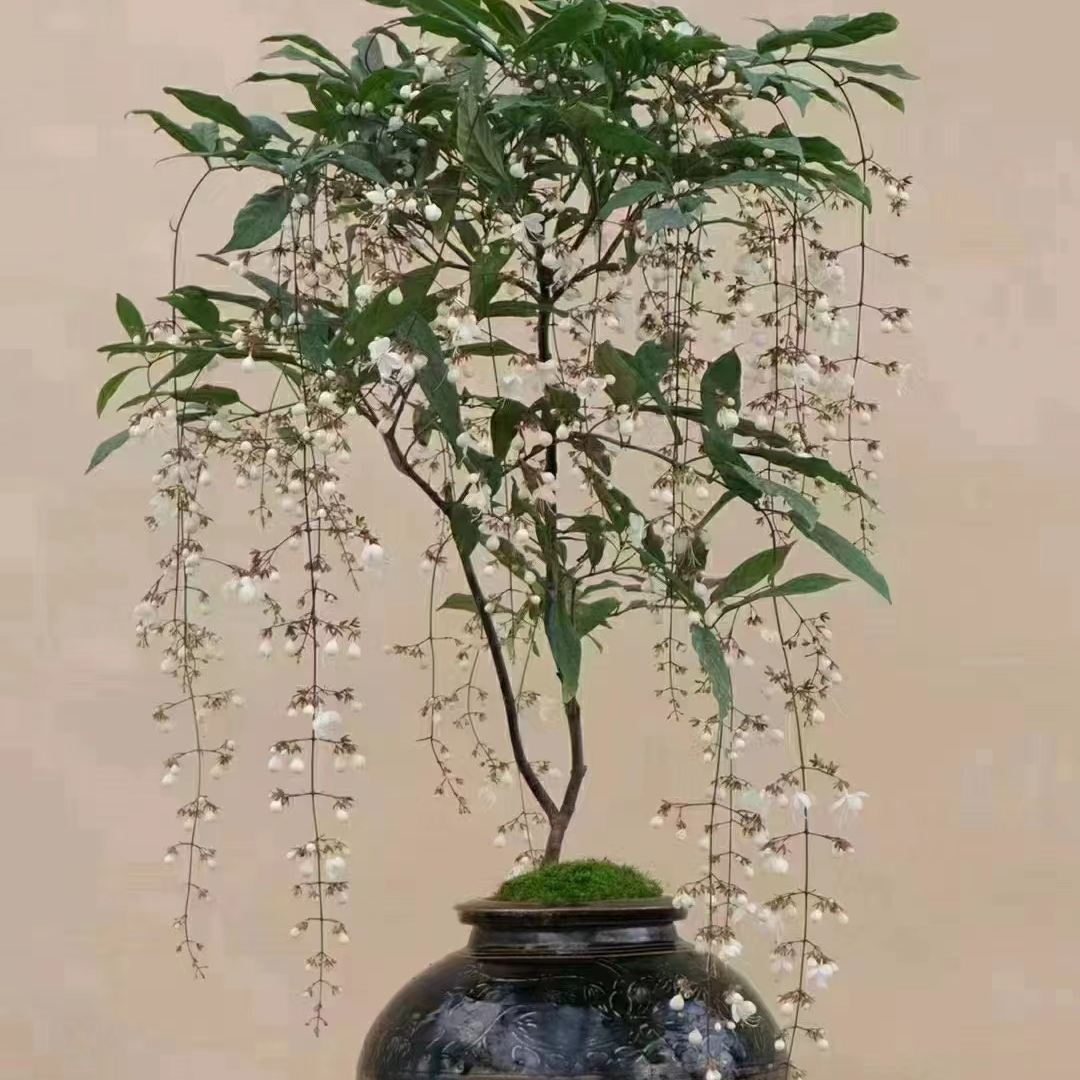 泰国垂丝茉莉网红花卉室内客厅好养美观盆栽（零下5度地区不发货）