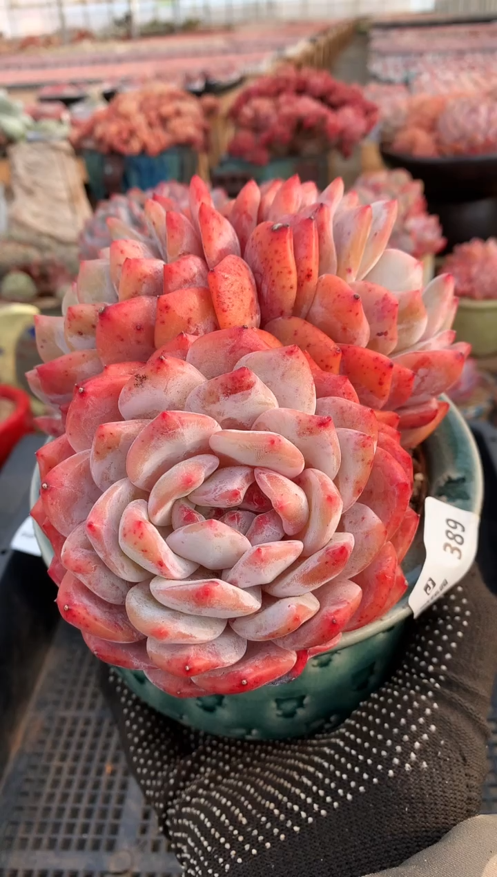 【闪购商品】389梦露一物一拍