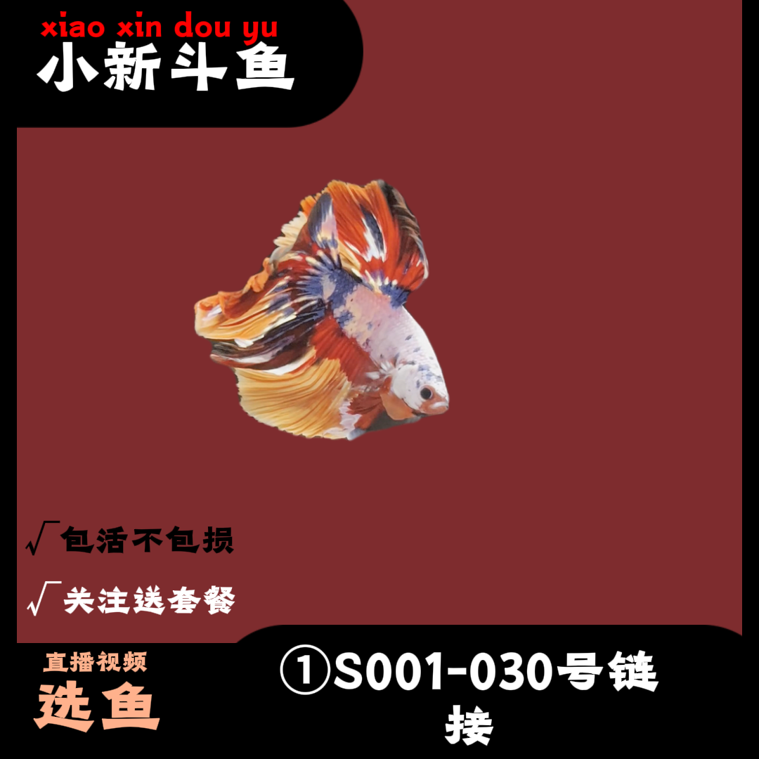 A1(001-042)号斗鱼直播间热带观赏鱼半月婚纱鱼宠物鱼