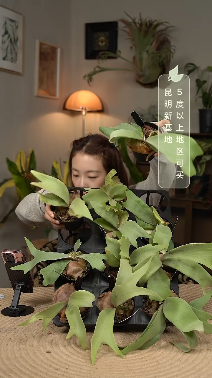 不开花植物天狼星杯苗（随机发货）