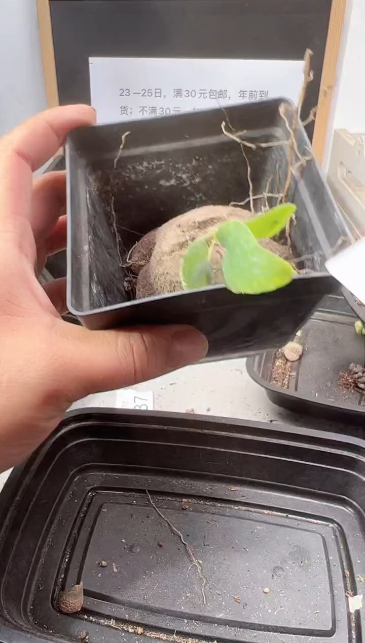 【闪购商品】++++465