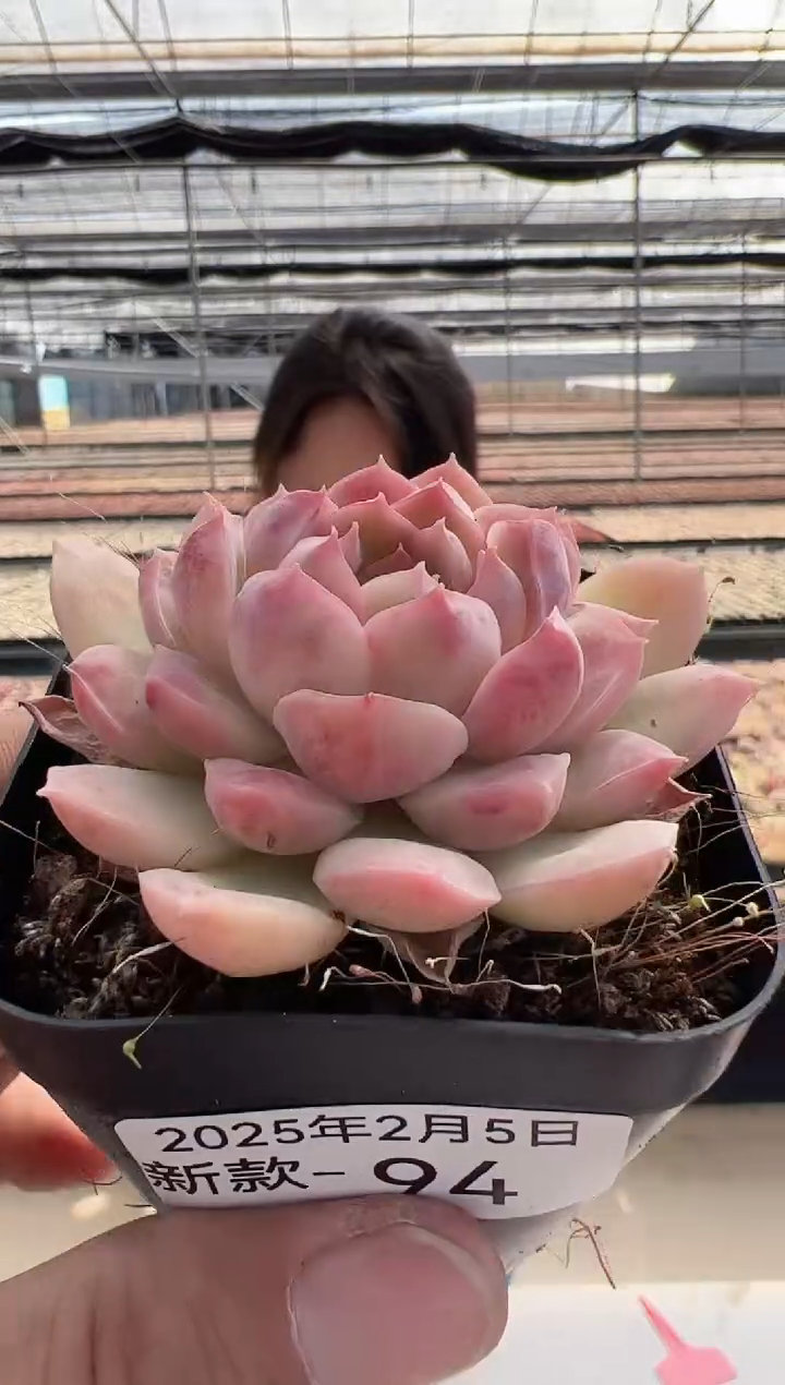 【闪购商品】新款多肉-94