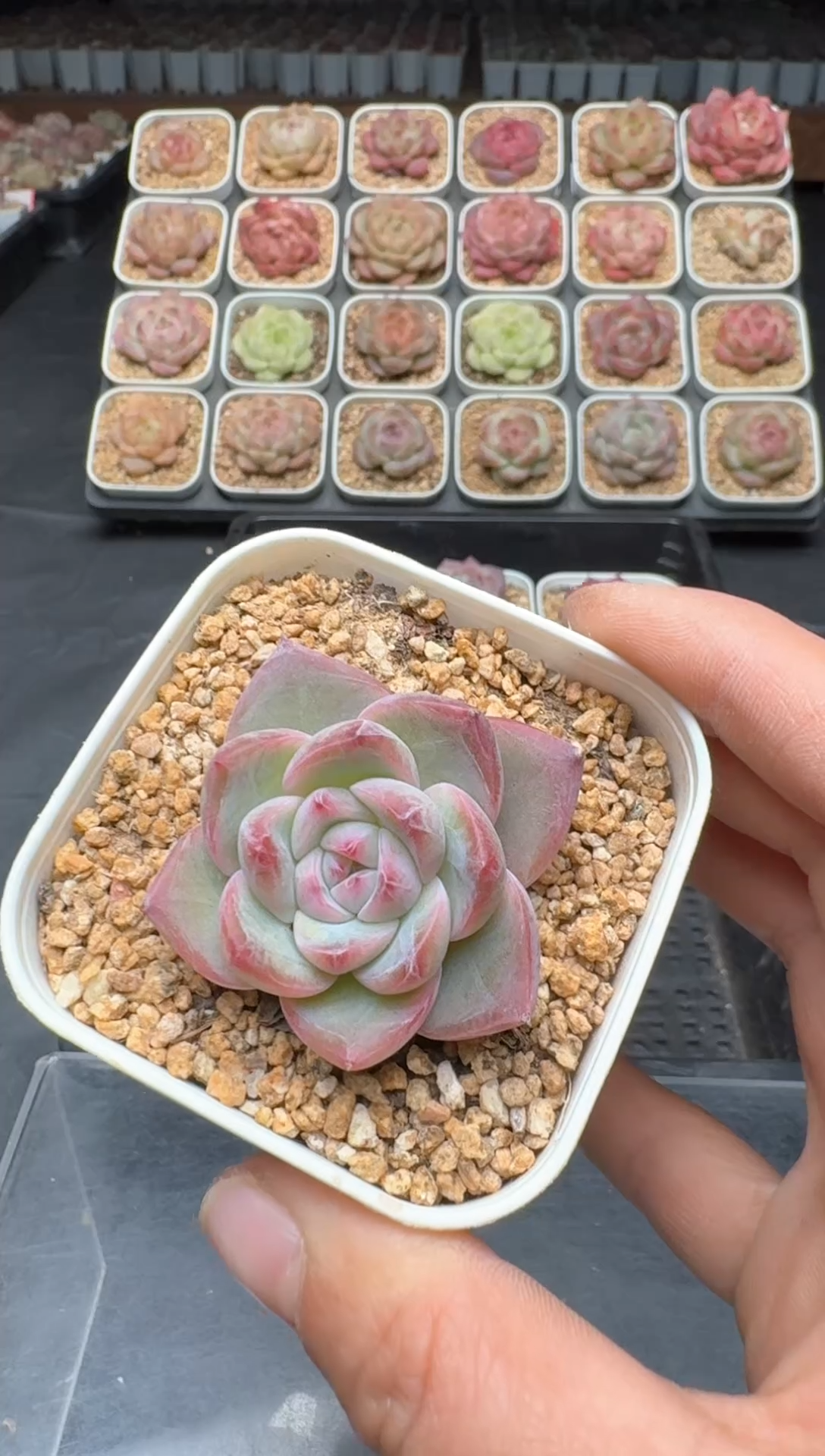 【闪购商品】3单包邮珍妮多肉一物一拍482