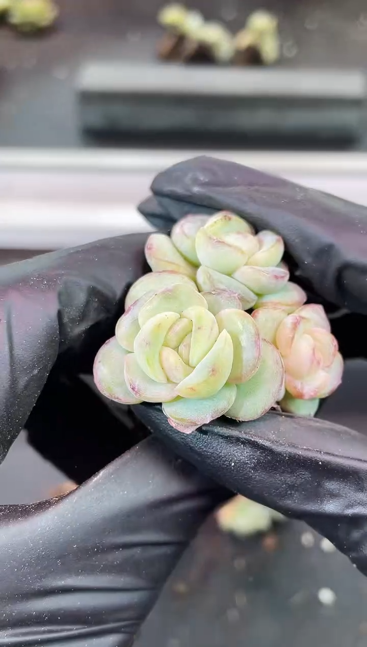 闪购2046  新品多肉一颗    