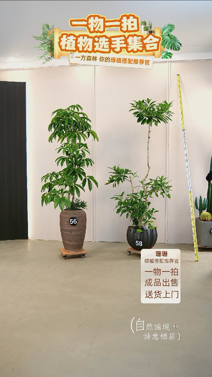 无花朵桃**?日本进口保罗大叶伞连盆种好栽好一整套送货上门