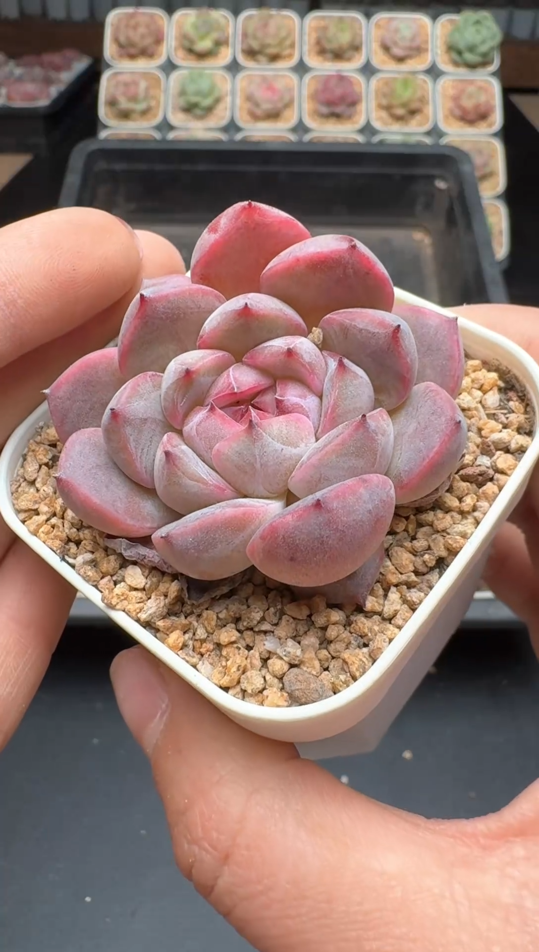 【闪购商品】504号 珍妮杂交多肉 花卉植物