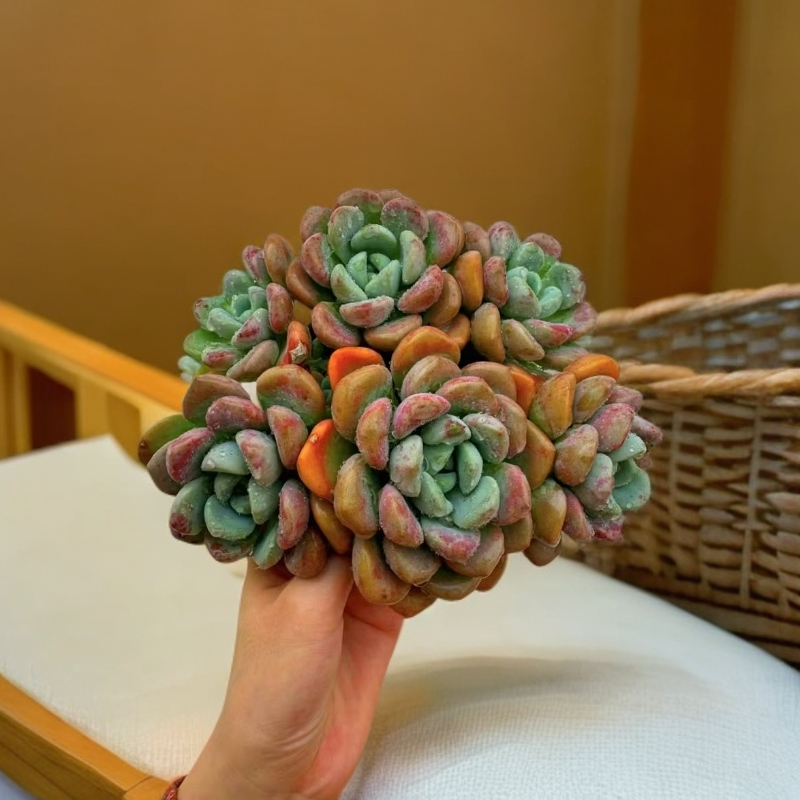 花斑鹿多肉植物 （满18包邮）云南饭饭多肉新手养肉放阳台种植