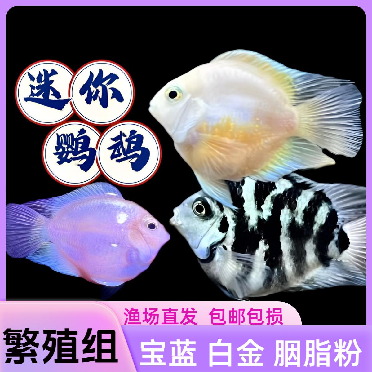 迷你鹦鹉繁殖组《宝蓝》《白金》《胭脂粉>鱼