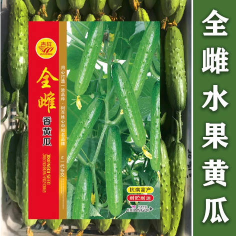 全雌香黄瓜种子春季秋季播 旱黄瓜种籽 春秋旱黄瓜水果黄瓜种孑