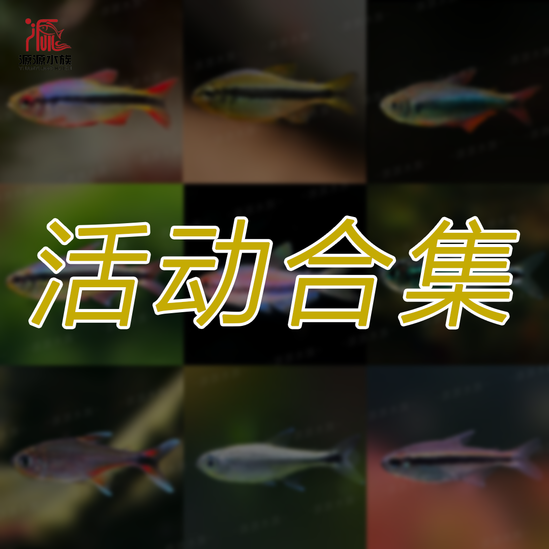HEONE高端热带灯鱼鱼粮