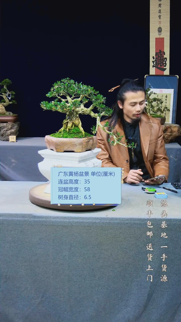 【闪购商品】黄杨盆景黄杨盆景