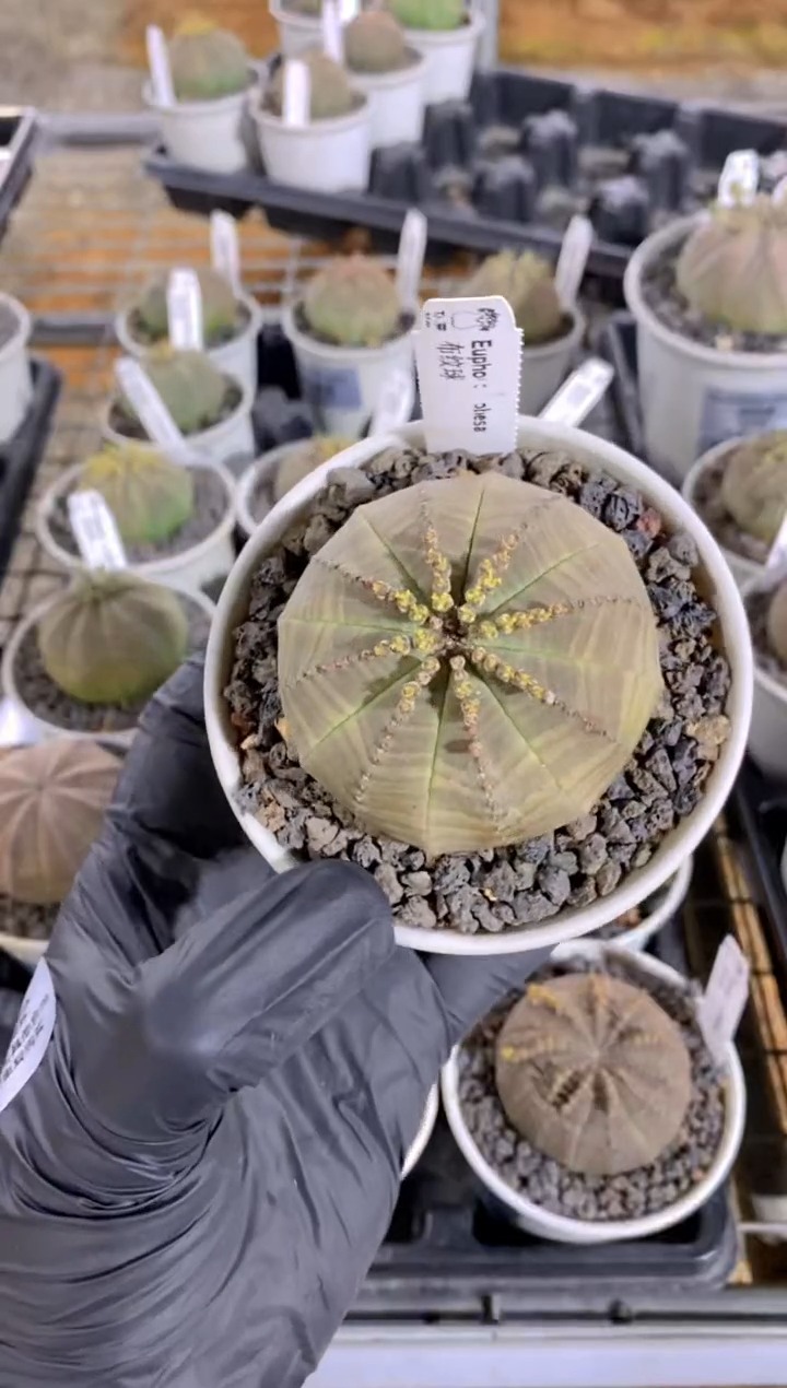 【闪购商品】布纹球FA-9821