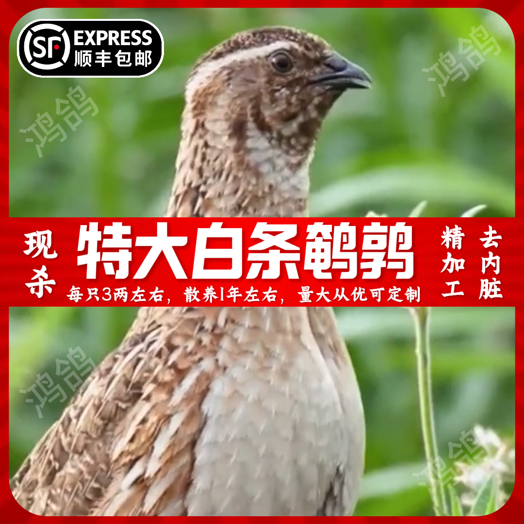 【顺丰包邮】新鲜乳嫩鹌鹑肉