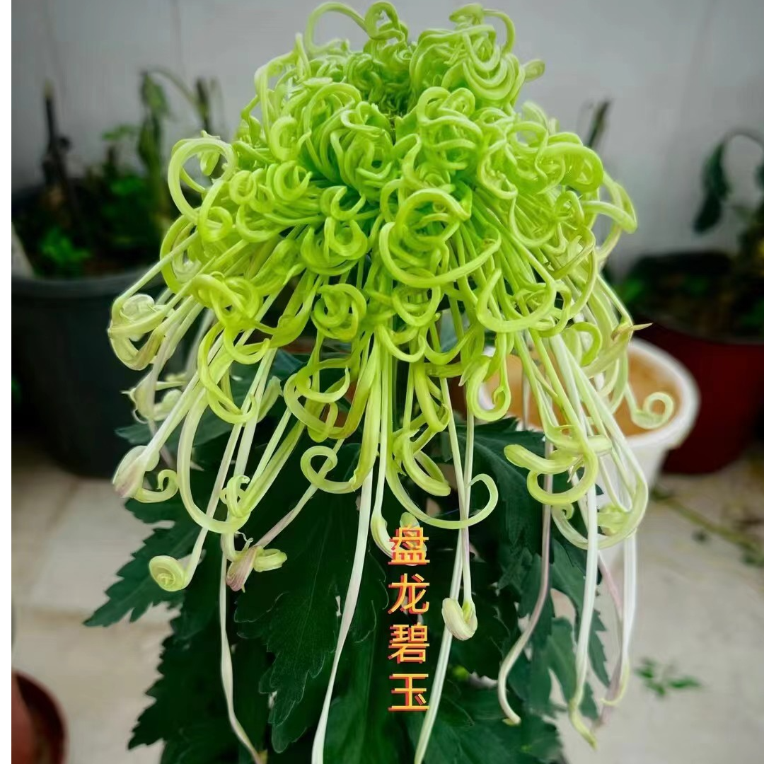 【盘龙碧玉】菊花盆栽带花苞发货大花特色花卉绿植
