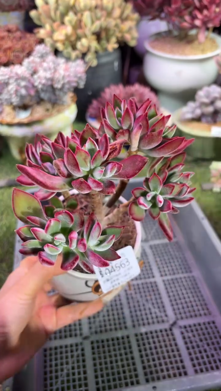 【闪购商品】04563脱土带盆