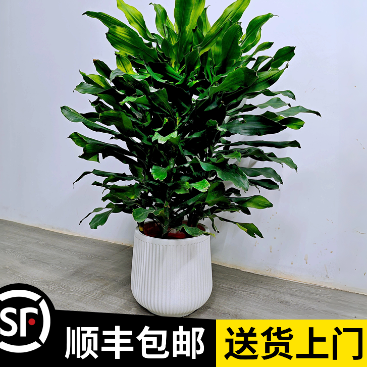 1-1.2米【螺纹铁】（顺丰包邮）盆栽室内落地绿植客厅绿色真花l6