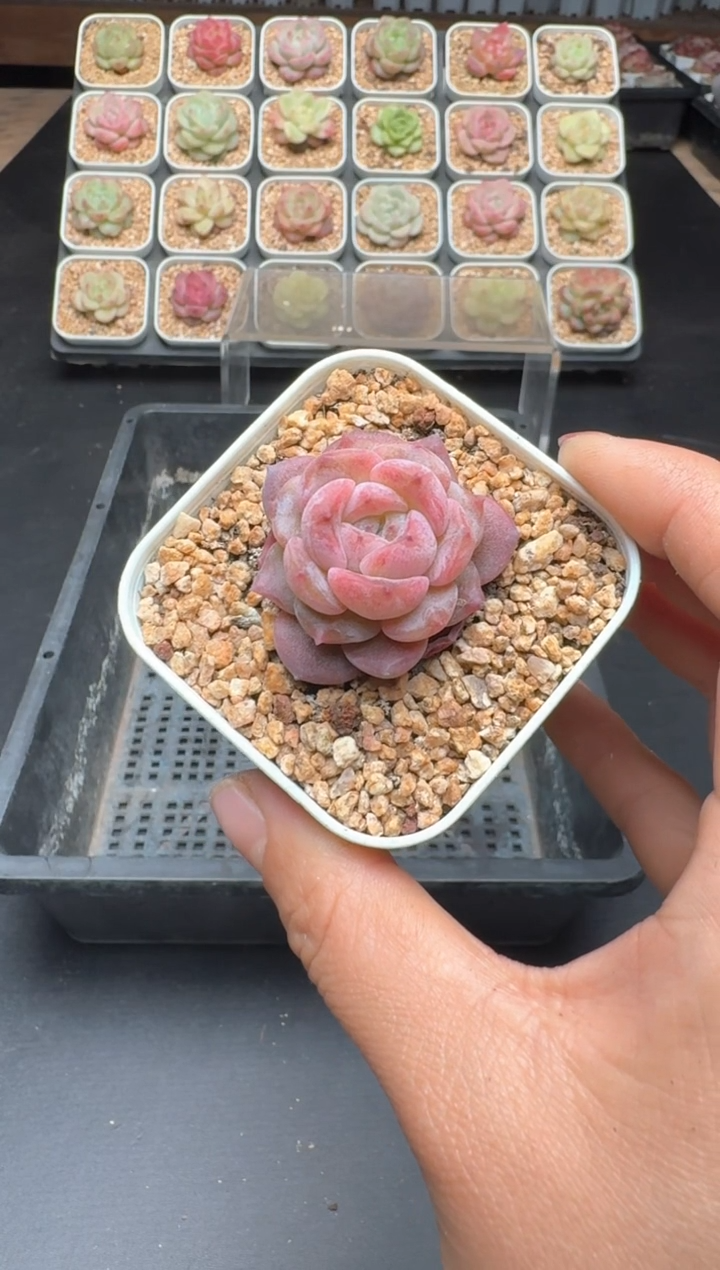 【闪购商品】184D物拍多肉带盆土6.5杯拍3颗包柚