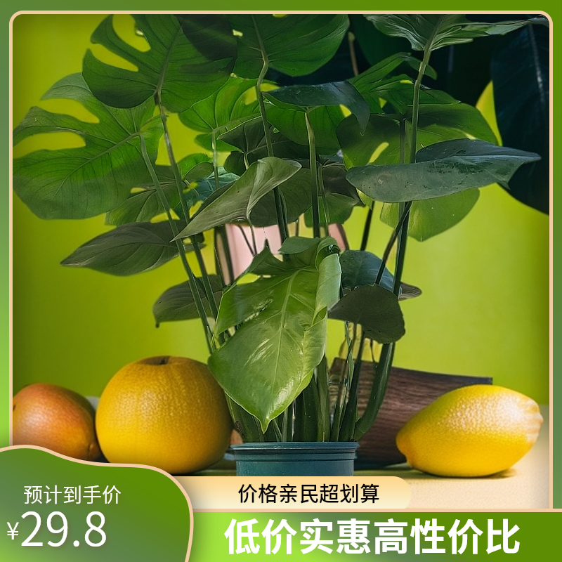 龟背竹盆栽室内绿植客厅观叶植物净化空气四季常青好养，29.8##
