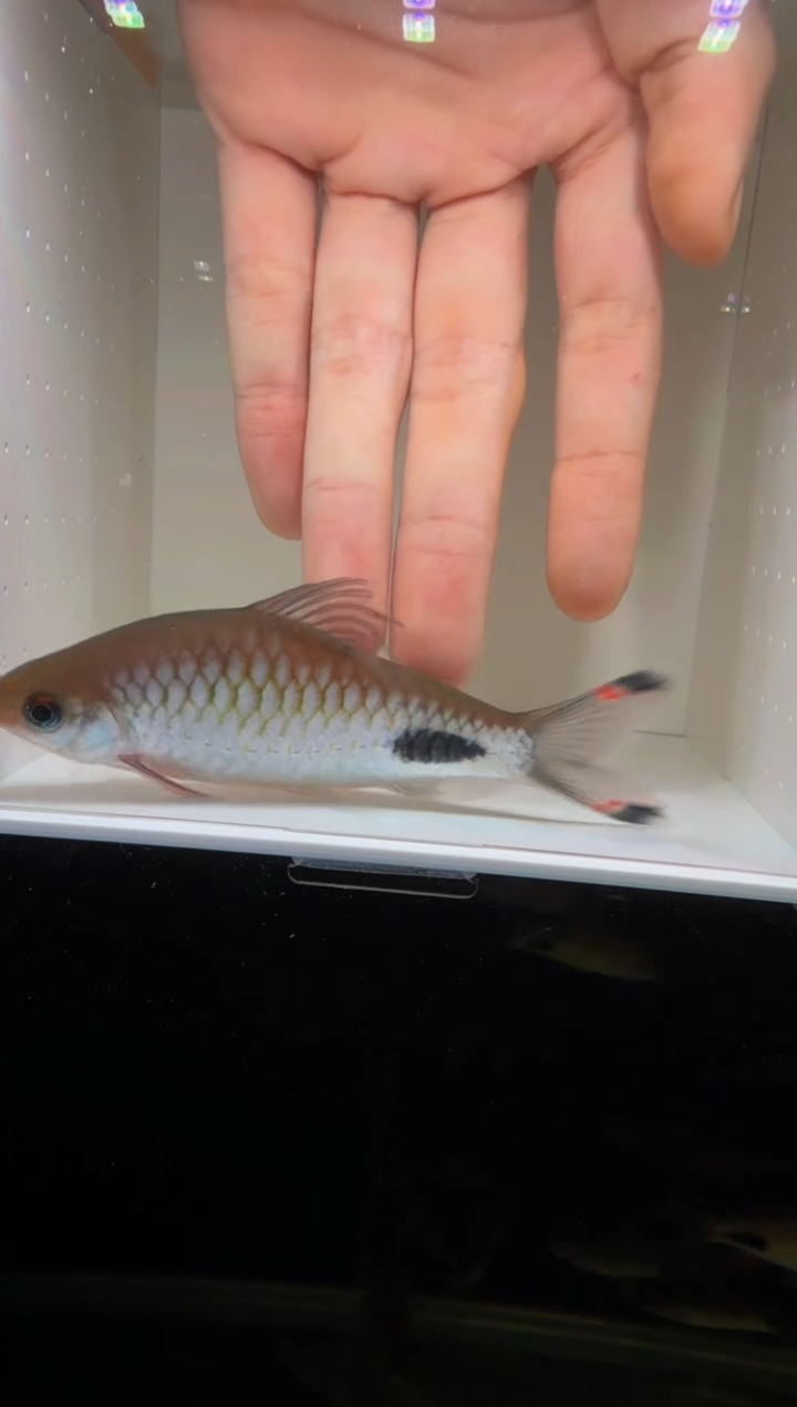 工具鱼红杂紫1111