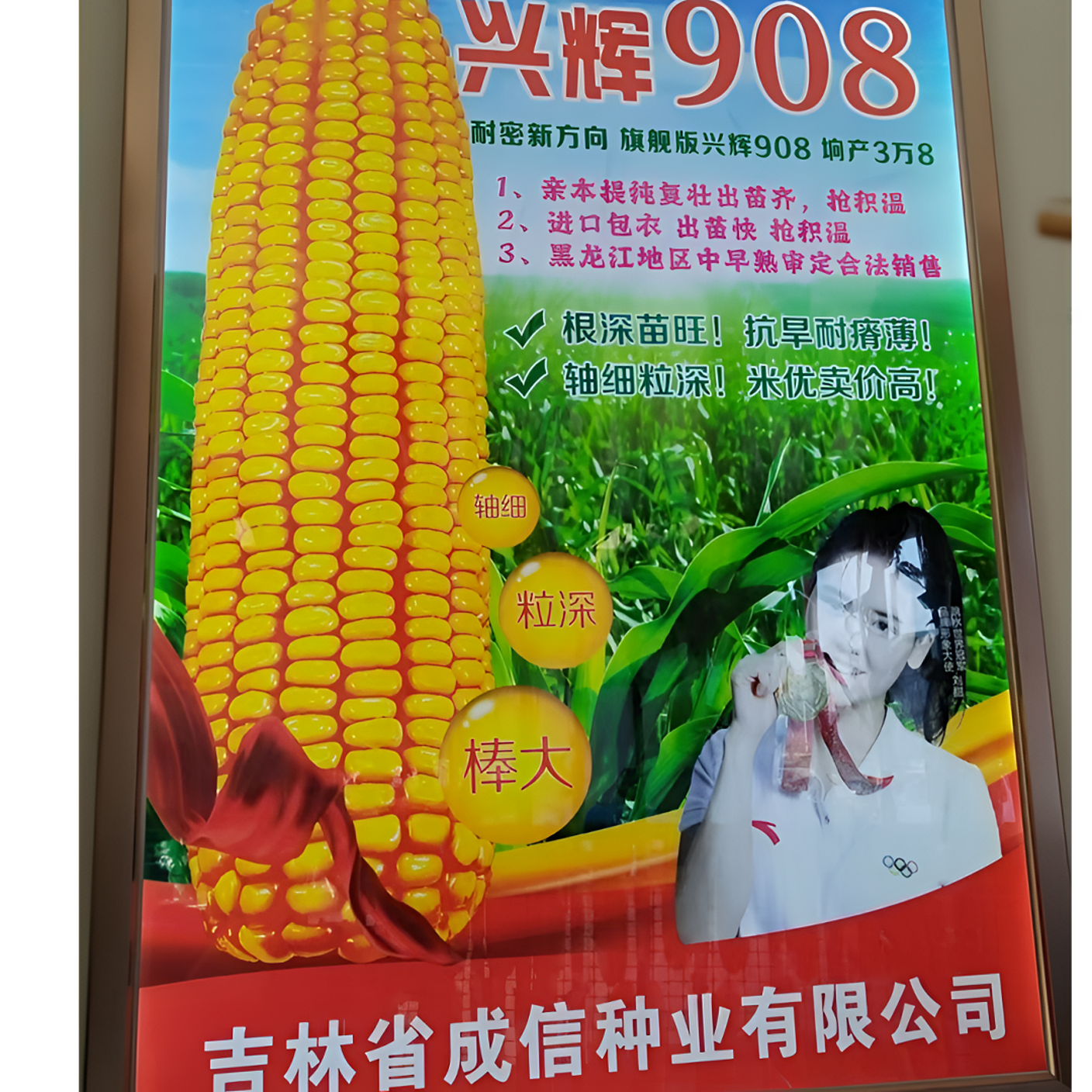 【全款现货】兴辉908玉米种子、可稀可密，高产高抗，国审品种