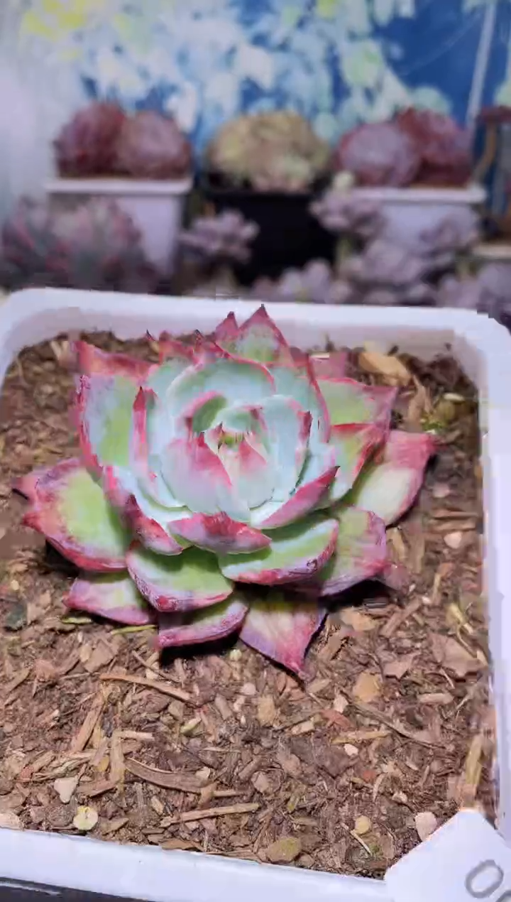 【闪购商品】001惊鸿仙子