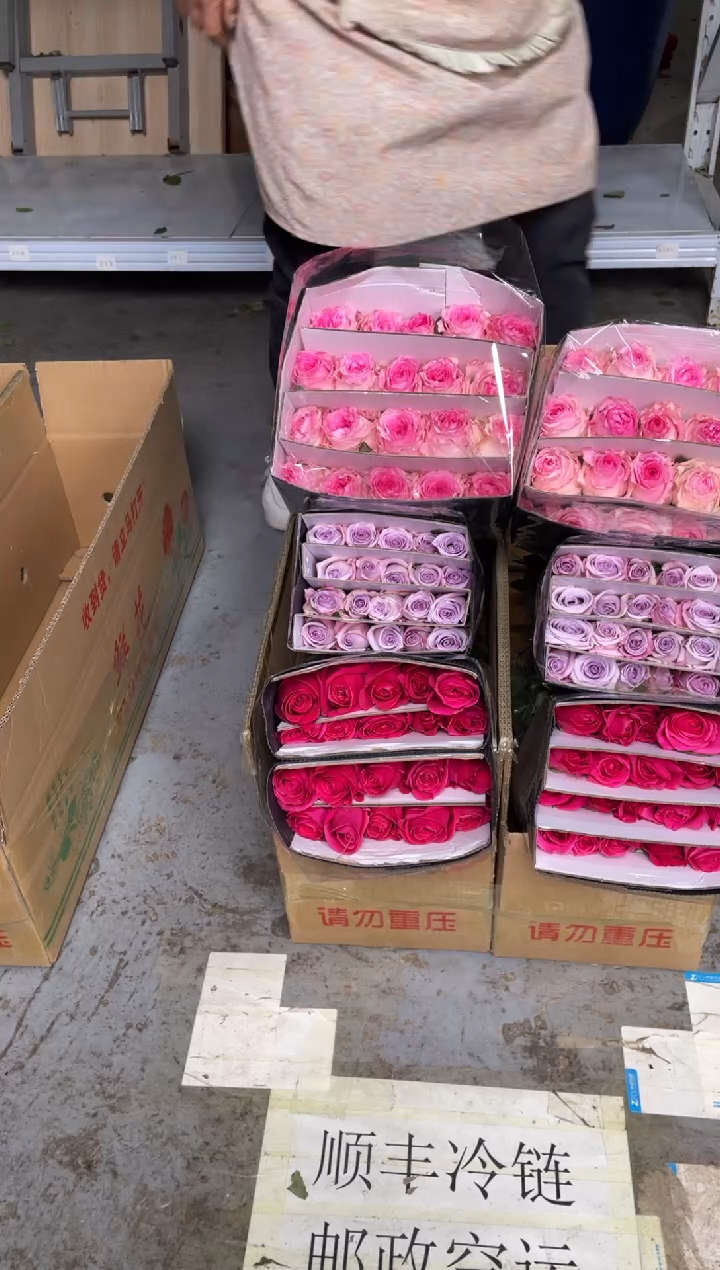 佛洛依德20枝+洛神20枝+海洋之歌20枝