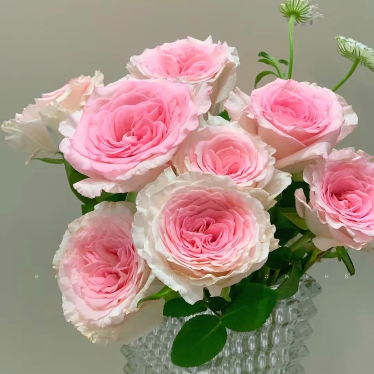 【洛神】单头玫瑰室内水养办公插花云南基地直发批发鲜切花