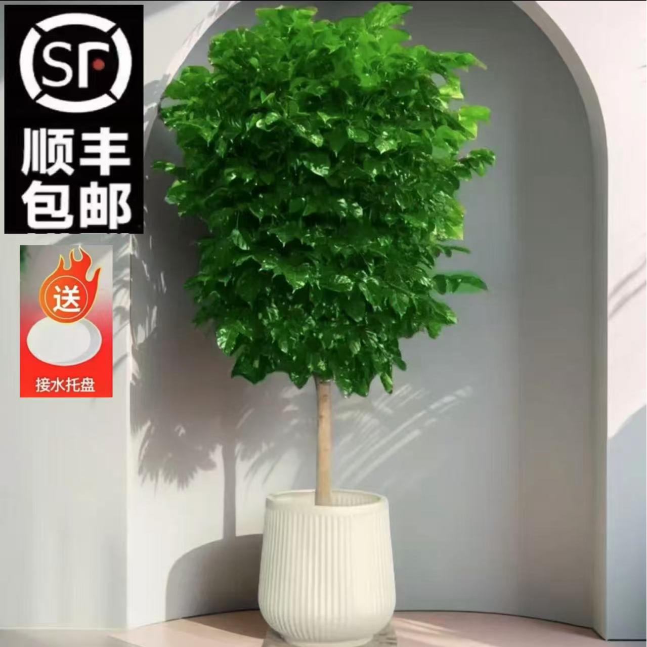 【顺丰包邮】1.4-1.6幸福树棒棒糖平安树客厅新家吸甲醛大绿植好养T