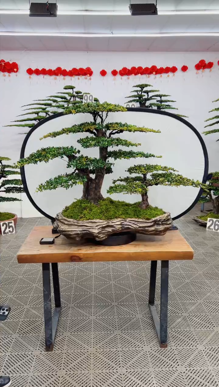 【闪购商品】盆景盆景