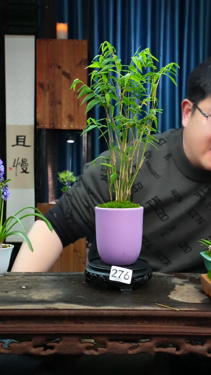 【闪购商品】苔藓微景观276号