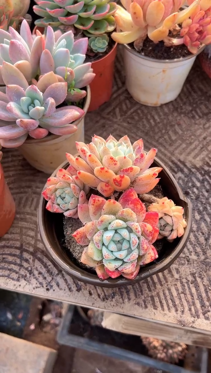 一**舟多肉植物一物一拍20295