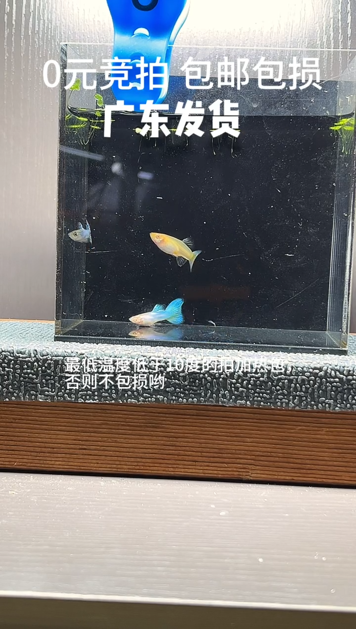 孔雀鱼新加蓝草尾两公一母编号6