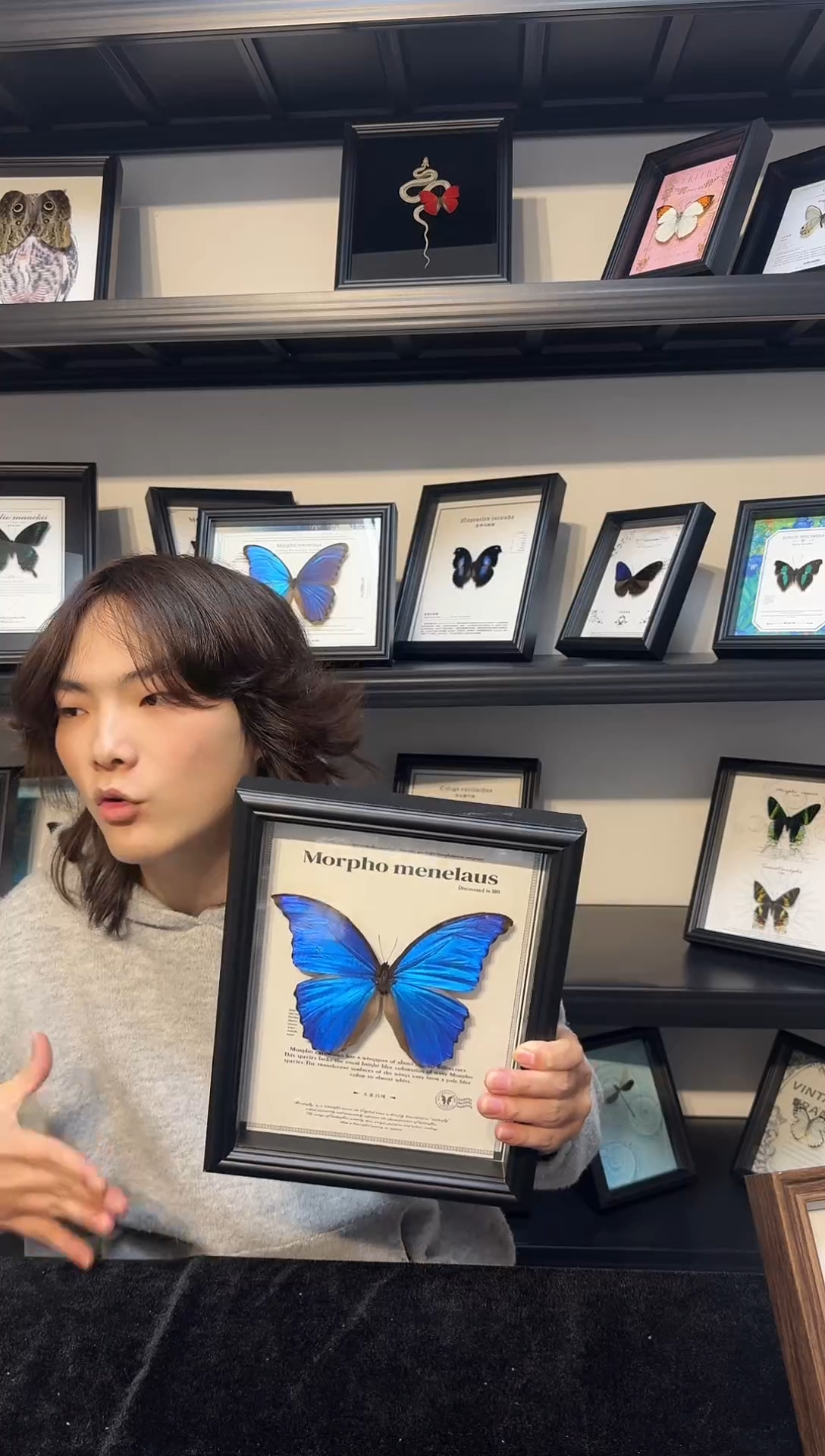 玻璃真实蝴蝶标本