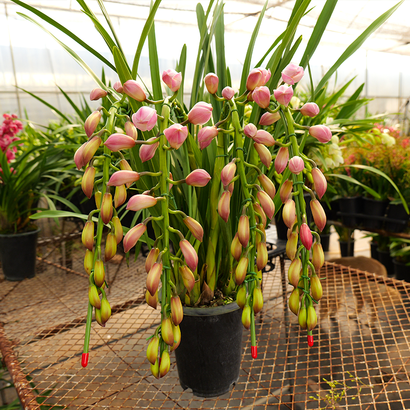 【檀香拱兰】大花惠兰长花剑花期长室内好养活兰花盆栽