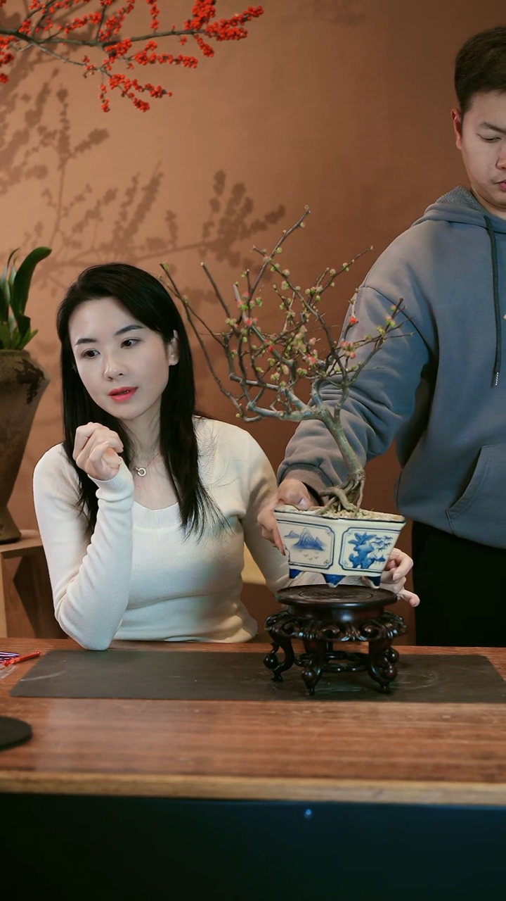 【闪购商品】盆景海棠花 青花