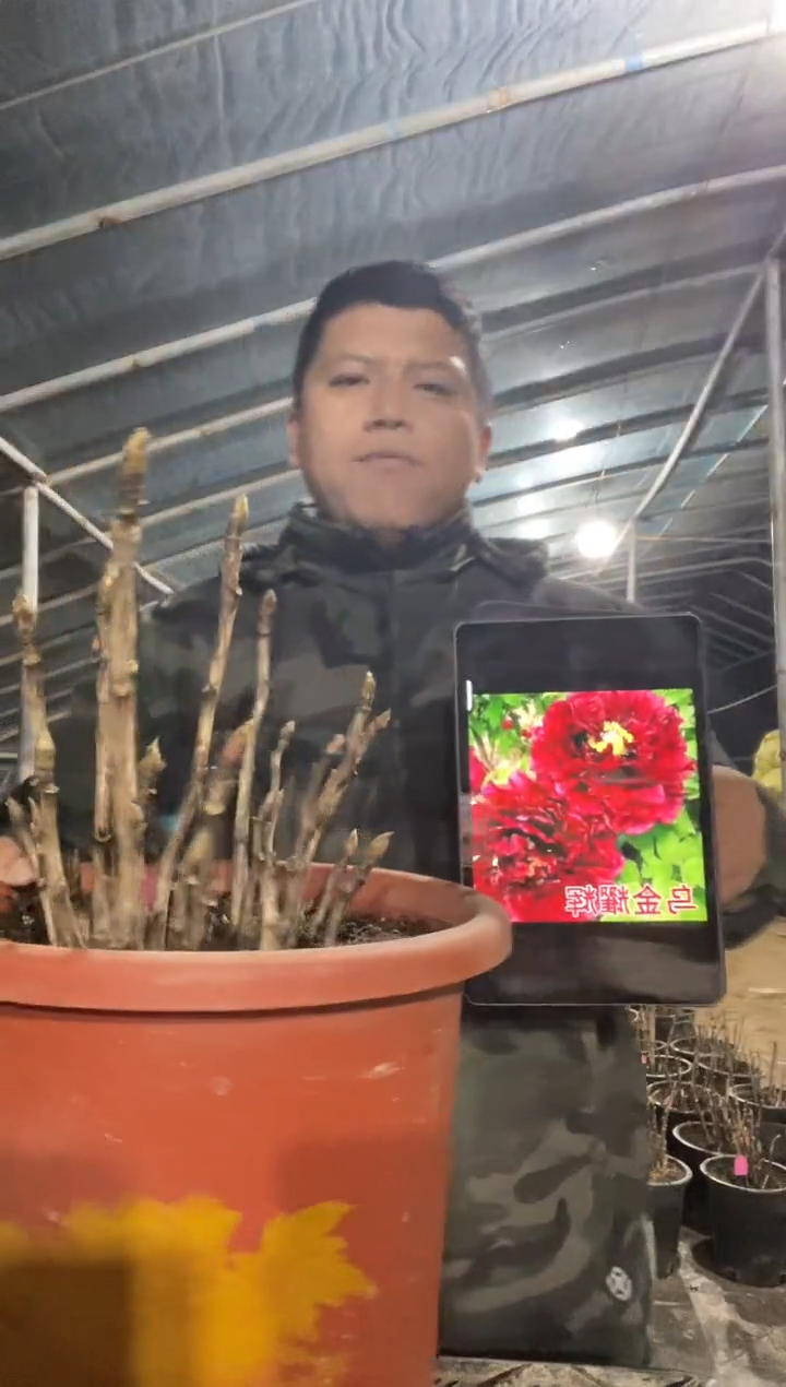 乌金耀辉，盆栽牡丹带盆带土发货