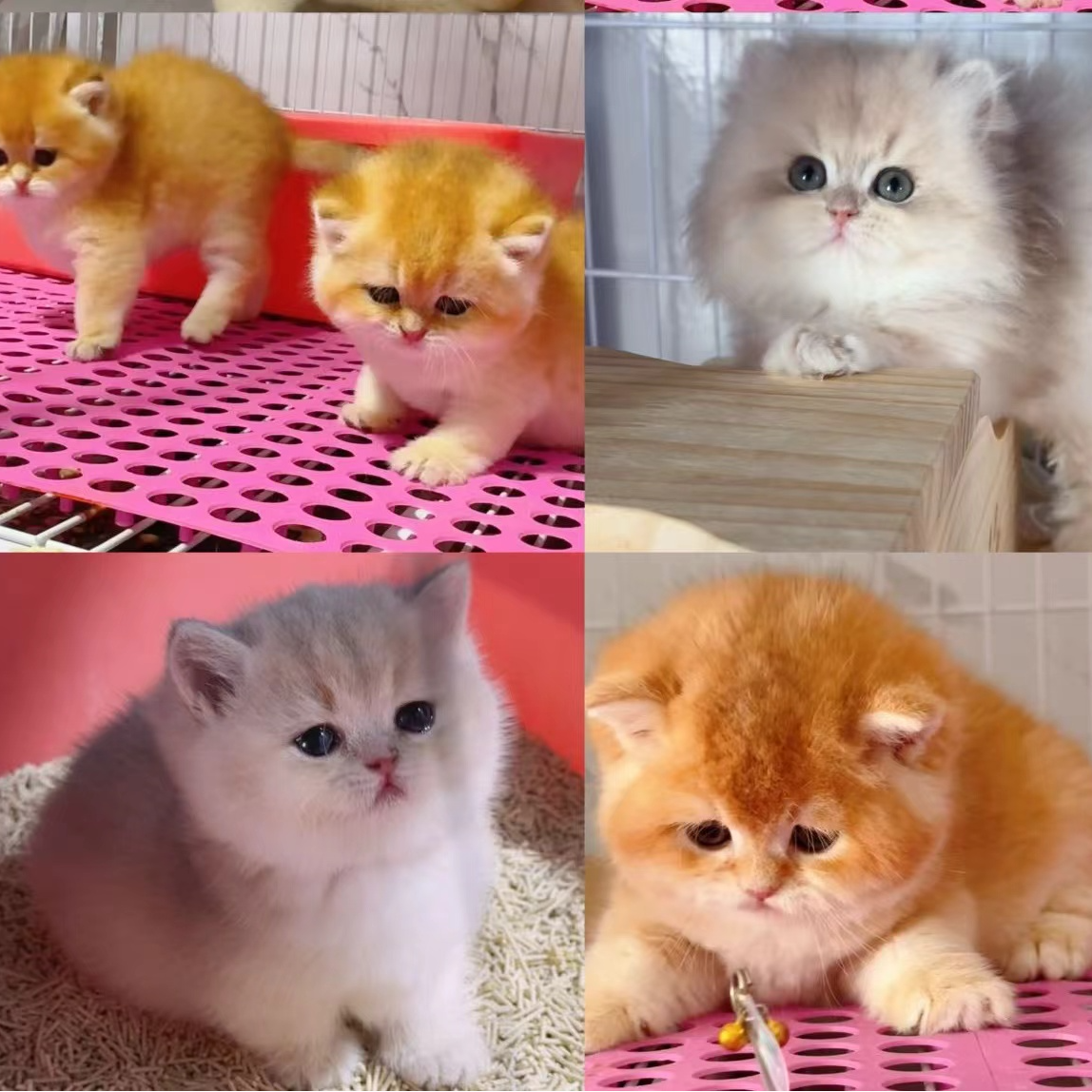 北北家的猫猫金渐层