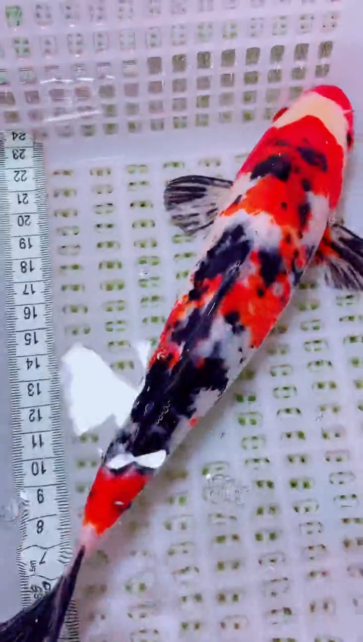 锦鲤血统锦鲤全场包邮102