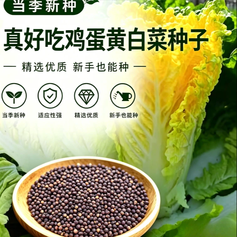 鸡蛋黄白菜种子种籽春秋冬花盆庭院种植商品图