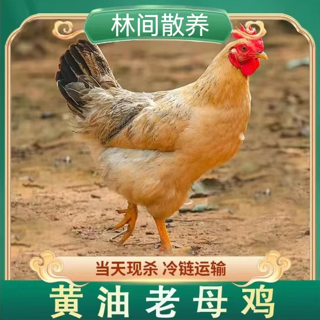 【小磊】农家散养老母鸡 4只净重8-9斤 带内脏 冷链运输